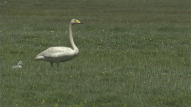 巴音布鲁克草原，大天鹅走过草地，后面跟着两只小天鹅视频素材