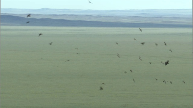 一群玫瑰色的椋鸟飞过清河县的大草原视频素材