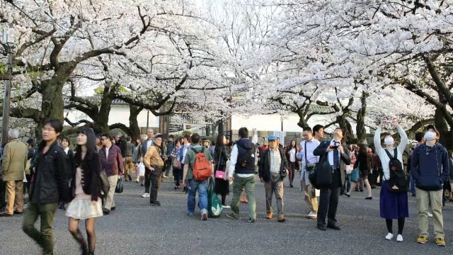 人们在日本东京美丽的樱花下散步视频下载