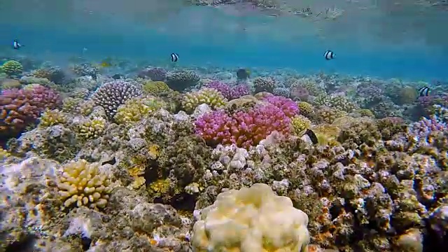 丰富多彩的珊瑚礁和许多鱼在红海视频素材
