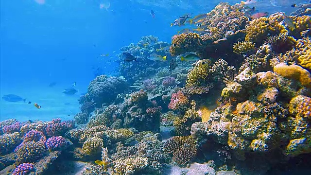 红海的海底珊瑚礁和许多鱼视频素材