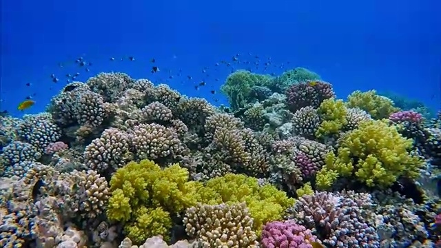 红海上的珊瑚礁和许多鱼视频素材