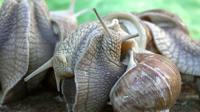 蜗牛爱的4K视频视频素材