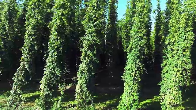 夏季啤酒花花园半空中侧视图视频素材