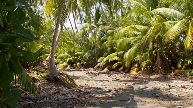 哥斯达黎加海滩上的棕榈树视频素材