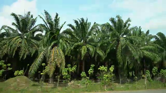 POV路边的棕榈树视频下载