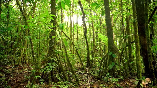 哥斯达黎加的热带森林视频下载