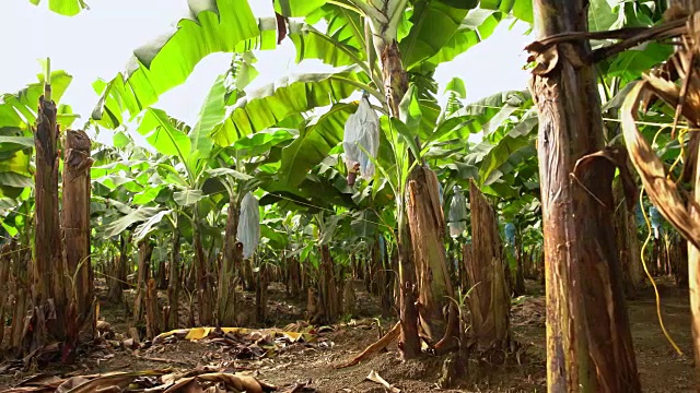 种植香蕉树视频下载