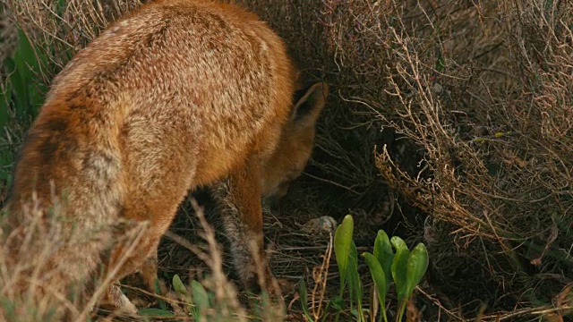 狐狸吃鸟蛋(4K)视频素材