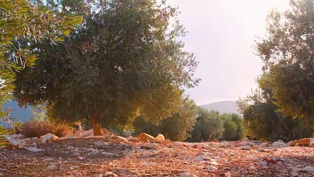 以色列橄榄林，树木视频下载