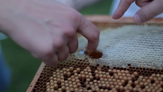 养蜂的业务视频素材
