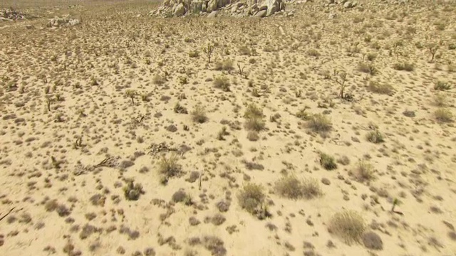 WS TU AERIAL POV Joshua树在沙漠山谷与丘陵和山脉的背景/加利福尼亚，美国视频下载