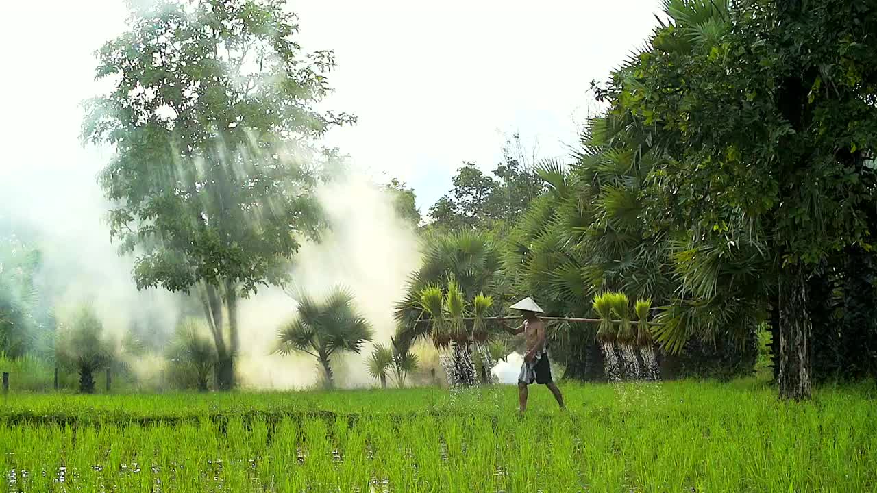 扛着秧苗在稻田里的农民视频素材