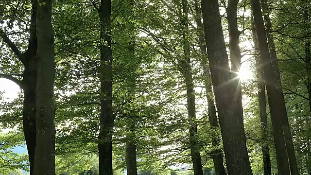 从PAN到清晨穿过树林的阳光视频素材