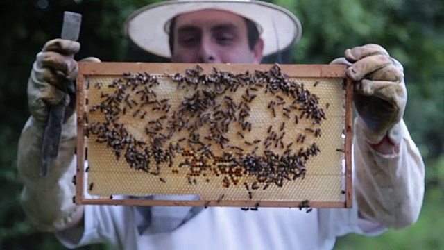 养蜂人拿着一个蜂巢，上面有蜜蜂视频素材