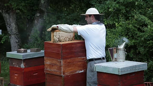 男人在检查他的蜂箱和蜜蜂视频素材
