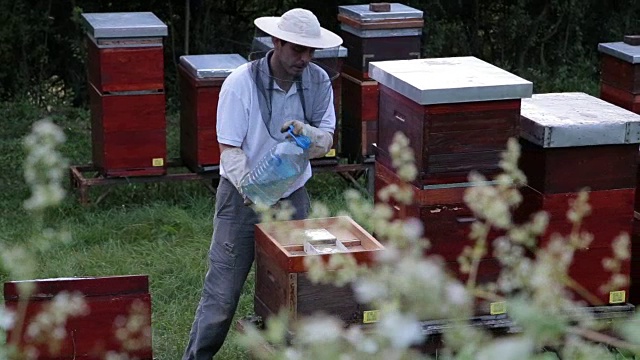 养蜂人给蜜蜂喂食精制糖视频素材