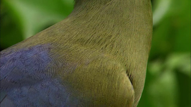 Turaco鸟视频素材