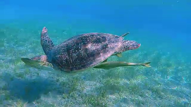 绿海龟在红海/埃及游泳视频素材