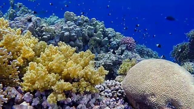 珊瑚礁上的海洋生物及热带鱼类/红海视频素材