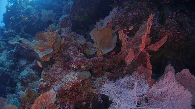 深海中的黄海和红海扇形珊瑚视频素材