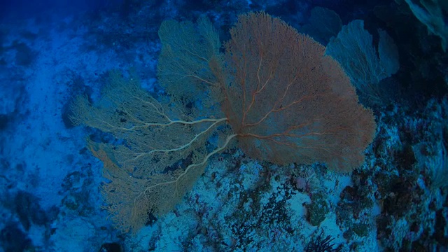 巨型彩色海扇珊瑚(柳珊瑚)视频素材