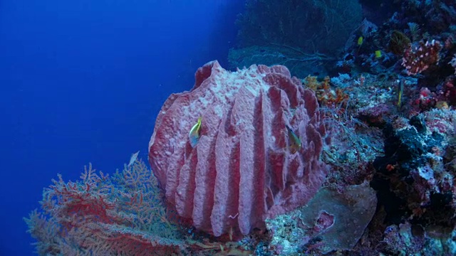 巨大的粉红色屏障海绵和海扇珊瑚视频素材