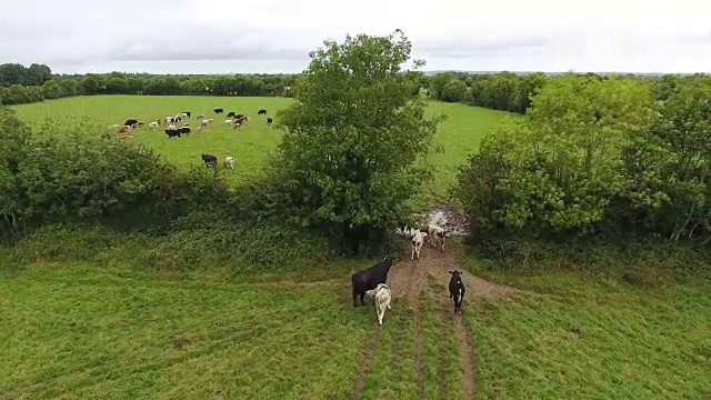 从一个田野到另一个田野的奶牛鸟瞰图视频素材