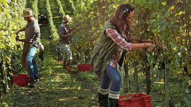 在葡萄园里用手收割葡萄的女人视频素材