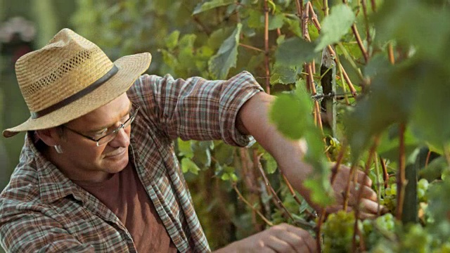 在阳光明媚的葡萄园里，一名男子用手收割葡萄视频素材