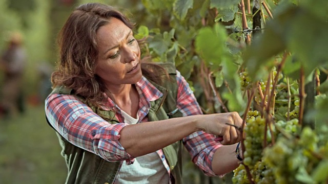 一个女人在阳光明媚的葡萄园里用手收割葡萄视频下载