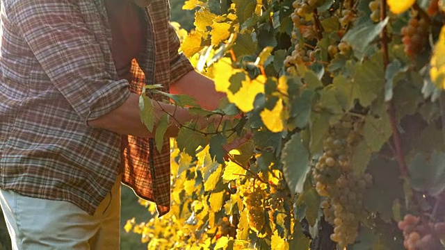 酿酒师在阳光明媚的葡萄园里品尝葡萄视频素材