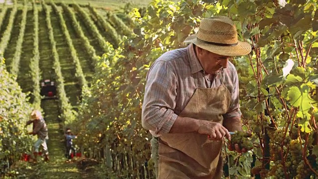 一位资深酿酒师在葡萄园收获时的肖像视频素材