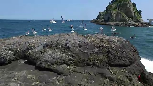 鸟瞰图Oryukdo岛(旅游目的地)和海鸥视频素材