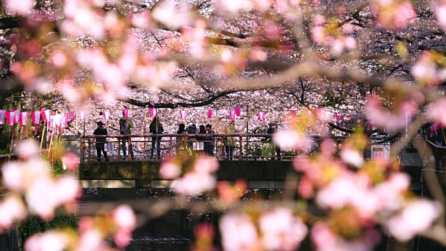 镜头通过樱花和茂黑河两岸成排的樱花树拍摄到了桥上的人们。一排排的樱花树围绕着桥和河。许多纸灯笼挂在河边摇动。视频下载