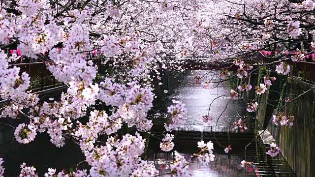 相机在目黑河两岸拍摄到了一排排樱花树，阳光照亮了这条河和樱花。视频下载