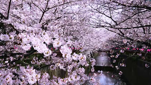 相机在目黑河两岸拍摄到了一排排樱花树，阳光照亮了这条河和樱花。河堤上挂着许多纸灯笼，被风吹动。视频下载