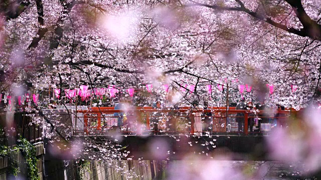 镜头通过樱花和茂黑河两岸成排的樱花树拍摄到了桥上的人们。一排排的樱花树围绕着桥和河。视频下载