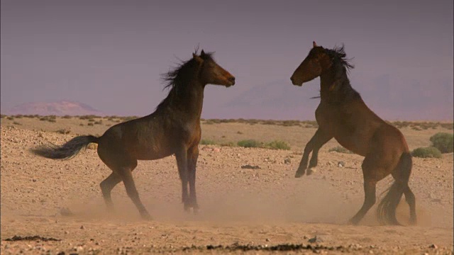 种马战斗(非洲)视频素材