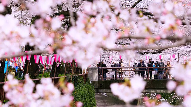 镜头通过樱花和茂黑河两岸成排的樱花树拍摄到了桥上的人们。一排排的樱花树围绕着桥和河。许多纸灯笼挂在河边摇动。视频下载