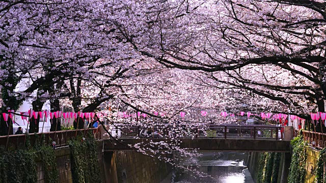 镜头捕捉到了两河两岸成排的樱花树，这些樱花树在早上环绕着目黑河。早晨的阳光照亮了河流和樱花。许多纸灯笼挂在河岸的两侧。视频下载