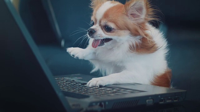 狗狗看笔记本电脑视频素材