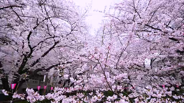相机捕捉到了沿河两岸成排的樱花树，这些樱花树环绕着目黑河。视频下载