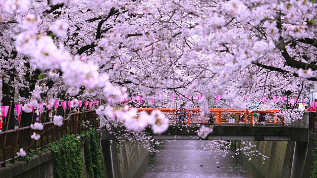 镜头通过樱花和茂黑河两岸成排的樱花树拍摄到了桥上的人们。一排排的樱花树围绕着桥和河。视频下载