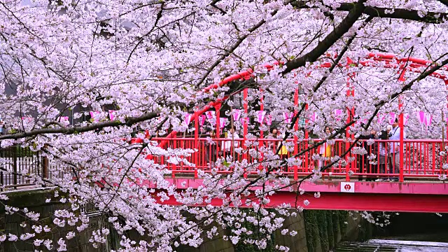 镜头通过樱花和中桥和目黑河周围成排的樱花树捕捉到了桥上的人们。视频下载