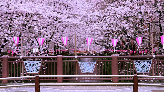 相机拍摄了从茂黑河大桥到两岸的一排排樱花树。桥栏杆上挂着许多纸灯笼。视频下载