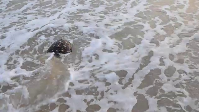 玳瑁海龟视频下载