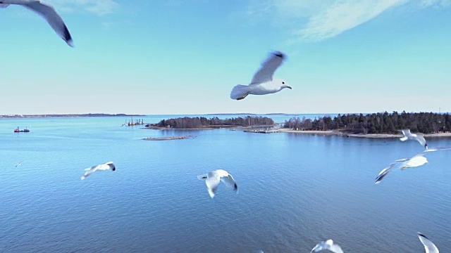 一群海鸥在空中飞翔视频素材