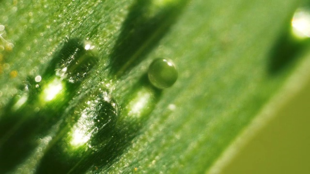 水滴，青草上的晨露。视频素材