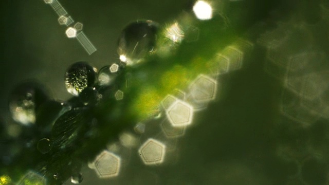 水滴，青草上的晨露。视频下载